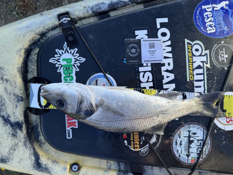 Fish Measure Picture